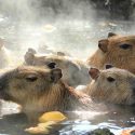 伊豆シャボテン公園に子連れで行ってきた！雨でも楽しめました！