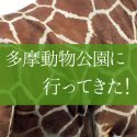 多摩動物公園に子連れで行ってきた！混雑は？ライオンバスはいつ再開？