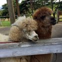 那須どうぶつ王国に子連れで行ってきた！バードショーがおすすめ！